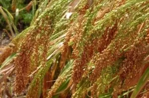 У Харківській області закінчили збір круп’яних культур
