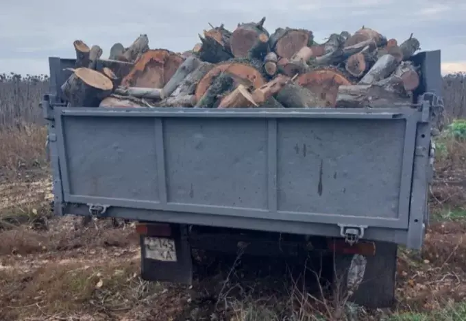 У Куп'янському районі два чоловіка незаконно рубали дерева