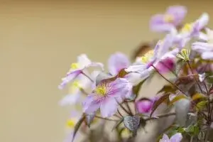 Посадка и уход за клематисами: главные правила