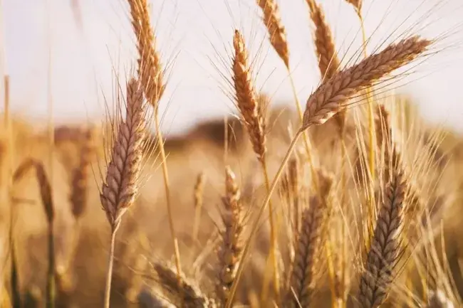 Как на сайте grainheaven.com.ua можно продать вашу агропродукцию? Как на сайте grainheaven.com.ua можно продать вашу агропродукцию?