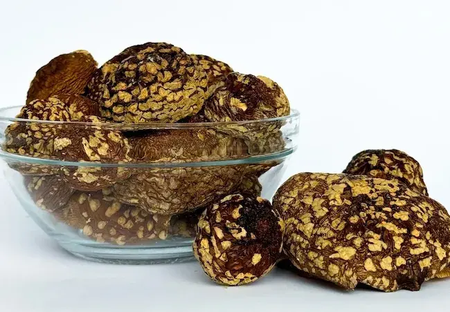 Мікродозинг Amanita regalis – природна адаптація до стресу та регенерація фізичного виснаження