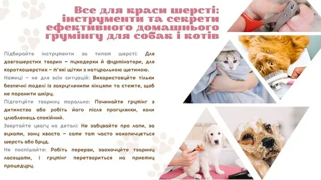 Що потрібно для грумінгу вдома Що потрібно для грумінгу вдома