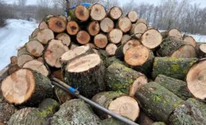 На Куп'янщині колишній колаборант попався на незаконній вирубці дерев