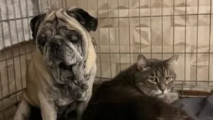 В Харкові шукають дім для мопса та котика з Краматорська, яких просять не розлучати