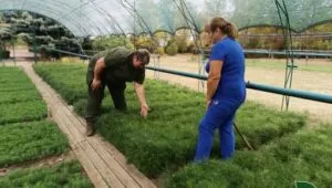 На Харківщині почнуть відновлювати прифронтові лісництва