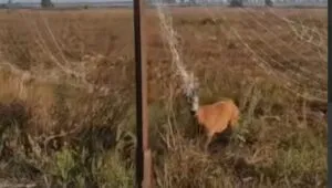 На Харківщині військові врятували косулю в кіл-зоні