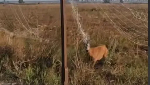 На Харківщині військові врятували косулю в кіл-зоні