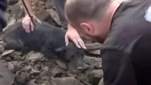 В Харкові лікують пса з Краматорська, який вижив після влучання КАБу