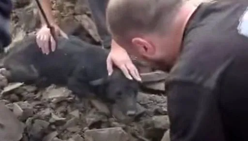 В Харкові лікують пса з Краматорська, який вижив після влучання КАБу