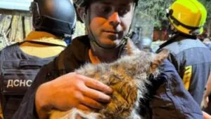 В Харкові лікують тварин, що постраждали від російського обстрілу