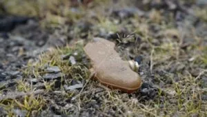 В Дергачівській громаді вибух боєприпасу поранив двох людей